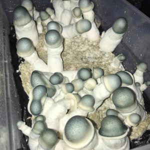 APE Penis Envy Mushrooms