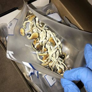 Magic Mushrooms (shrooms)